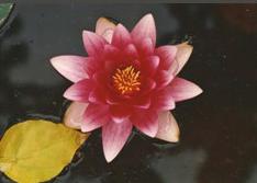 lotus d'automne